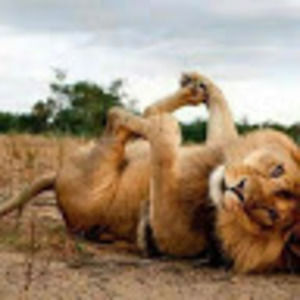 Meet your Posher, Amie